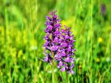 Orchidee