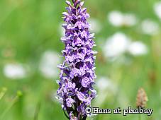 Geflecktes Knabenkraut