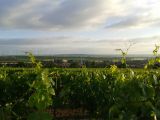 Blick über die Weinberge auf Flonheim