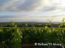 Blick über die Weinberge auf Flonheim