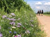 Wandern Sommer Hiwweltour Aulheimer Tal