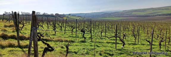 Weinwanderweg Albig mit Ausblick auf Alzey und den Donnersberg
 - Foto von Tourist Information