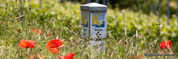 Wegpfosten Küstenweg inmitten einer Wiese mit Klatschmohn - Foto von intensive Senses