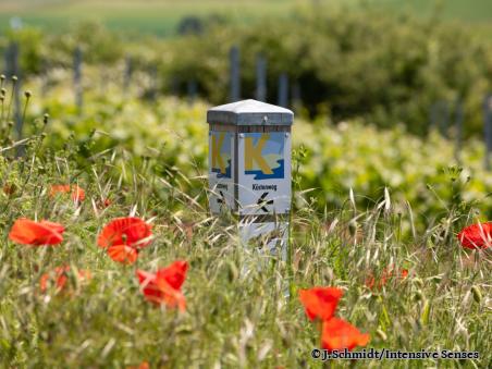 Wegweiser Küstenweg im blühenden Mohnfeld - Foto von J.Schmidt/Intensive Senses