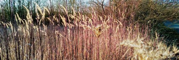 Gräser im Naturschutzgebiet Huckenhof in Eppelsheim
